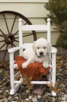 Golden Retriever Puppies for sale in Osceola, IN 46561, USA. price: NA