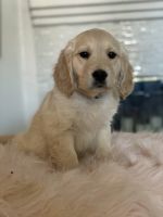 Golden Retriever Puppies for sale in Hesperia, CA 92344, USA. price: NA