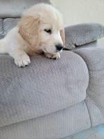 Golden Retriever Puppies for sale in Carmel-By-The-Sea, CA 93923, USA. price: NA