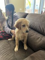 Golden Retriever Puppies for sale in Roseville, CA, USA. price: NA
