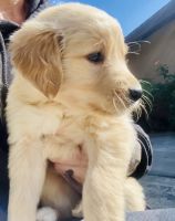 Golden Retriever Puppies for sale in Norco, CA 92860, USA. price: NA