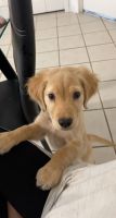 Golden Retriever Puppies for sale in Lehigh Acres, FL, USA. price: NA