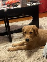 Golden Retriever Puppies for sale in Holyoke, MA, USA. price: NA