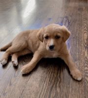 Golden Retriever Puppies for sale in Lake County, IL, USA. price: NA