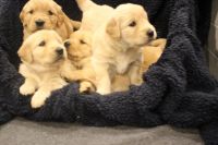 Golden Retriever Puppies for sale in Riverton, UT, USA. price: NA