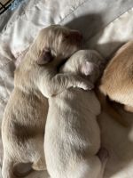 Golden Retriever Puppies for sale in Albuquerque, NM, USA. price: NA