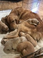 Golden Retriever Puppies for sale in Waco, KY 40385, USA. price: NA