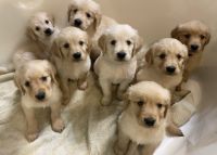 Golden Retriever Puppies for sale in Las Vegas, NV, USA. price: NA