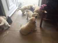 Golden Retriever Puppies for sale in Los Angeles, CA 90019, USA. price: NA