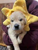 Golden Retriever Puppies for sale in Gray Court, SC 29645, USA. price: NA