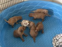 Golden Retriever Puppies for sale in San Antonio, TX, USA. price: NA