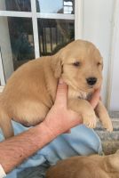 Golden Retriever Puppies for sale in Odon, IN 47562, USA. price: NA