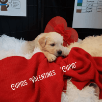 Golden Retriever Puppies for sale in Berea, KY, USA. price: NA