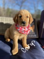 Golden Retriever Puppies for sale in McKee, KY 40447, USA. price: NA
