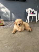 Golden Retriever Puppies for sale in Riverside, CA 92503, USA. price: NA