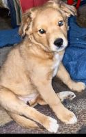 Golden Retriever Puppies for sale in Chicago, IL 60616, USA. price: NA