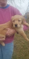 Golden Retriever Puppies for sale in Orrville, OH 44667, USA. price: NA