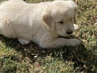 Golden Retriever Puppies for sale in Oceanside, CA, USA. price: NA