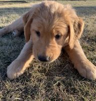 Golden Retriever Puppies for sale in Omak, WA, USA. price: NA