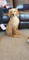 Golden Retriever Puppies for sale in West Henrietta, NY, USA. price: NA