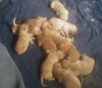 Golden Retriever Puppies for sale in St James, MO 65559, USA. price: NA