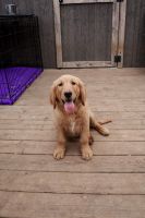 Golden Retriever Puppies for sale in Reidsville, NC 27320, USA. price: NA