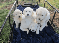 Golden Retriever Puppies for sale in Chico, TX 76431, USA. price: NA
