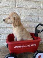 Golden Retriever Puppies for sale in Bakersfield, CA, USA. price: NA
