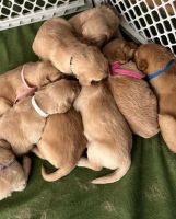 Golden Retriever Puppies for sale in Clarksville, TN, USA. price: NA