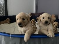 Golden Retriever Puppies for sale in Waxahachie, TX 75165, USA. price: NA