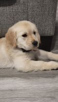 Golden Retriever Puppies for sale in Coral Springs, FL, USA. price: NA