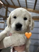 Golden Retriever Puppies for sale in Vermillion, KS 66544, USA. price: NA