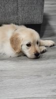 Golden Retriever Puppies for sale in Coral Springs, FL, USA. price: NA
