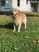 Golden Retriever Puppies for sale in Mt Orab, OH 45154, USA. price: NA