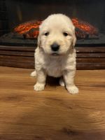 Golden Retriever Puppies for sale in Susquehanna, PA 18847, USA. price: NA