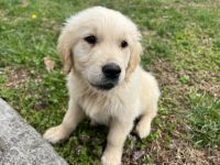 Golden Retriever Puppies for sale in Elkin, NC, USA. price: NA
