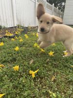 Golden Retriever Puppies for sale in Orlando, FL, USA. price: NA