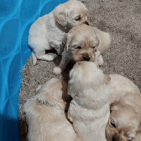 Golden Retriever Puppies for sale in Rock Valley, IA 51247, USA. price: NA