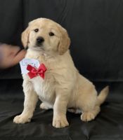Golden Retriever Puppies for sale in Statesville, NC, USA. price: NA