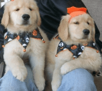 Golden Retriever Puppies for sale in Chicago, IL, USA. price: NA