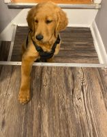 Golden Retriever Puppies for sale in Bellmawr, NJ 08031, USA. price: NA