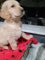 Golden Retriever Puppies for sale in Pauline, SC 29374, USA. price: NA