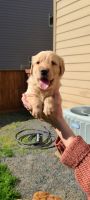 Golden Retriever Puppies for sale in Vancouver, WA, USA. price: NA