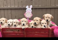 Golden Retriever Puppies for sale in New Baltimore, MI 48047, USA. price: NA