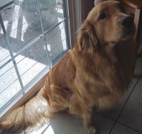 Golden Retriever Puppies for sale in Elko, NV 89801, USA. price: NA