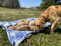 Golden Retriever Puppies for sale in Ashdown, AR 71822, USA. price: NA