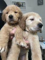 Golden Retriever Puppies for sale in Hialeah, FL, USA. price: NA