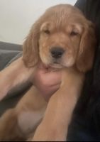 Golden Retriever Puppies for sale in Sparks, NV, USA. price: NA