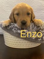 Golden Retriever Puppies for sale in Lake Worth Beach, FL, USA. price: NA