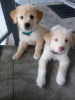 Golden Retriever Puppies for sale in Jacksonville, FL 32211, USA. price: NA